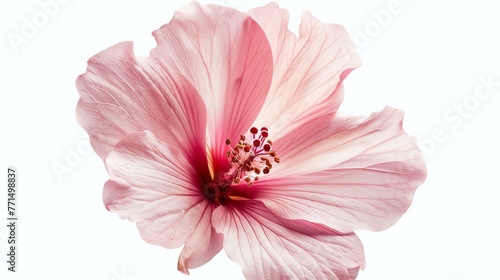 A beautiful hibiscus flower in full bloom against a white background.