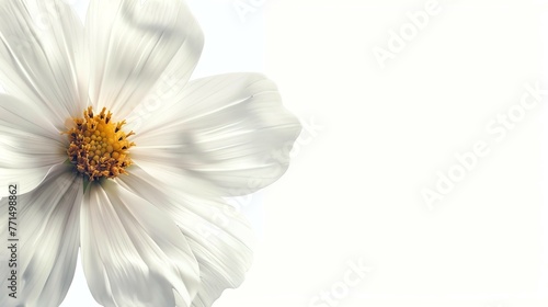 A beautiful white flower with a yellow center is isolated on a white background. The flower is in focus and the petals are delicate and detailed. photo