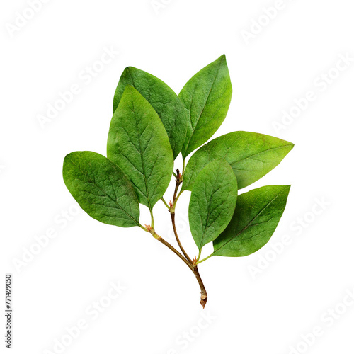 Small twig with green leaves isolated on white or transparent background