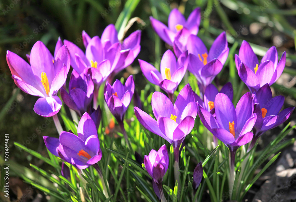 Purple saffron in spring in flowering. The first spring flowers in the garden in the sun. Springtime. Warm landscape with beautiful purple flowers (crocus) in the backlight. Bright spring pictures Purple saffron in spring in flowering. The first spring flowers in the garden in the sun. Springtime. Warm landscape with beautiful purple flowers (crocus) in the backlight. Bright spring pictures