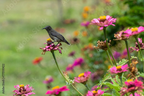 Grey sunbird on a flower on La Digue, Seychelles