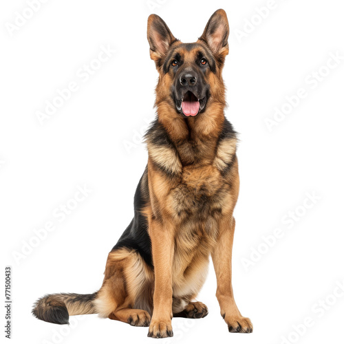 Large Brown and Black Dog Sitting Down