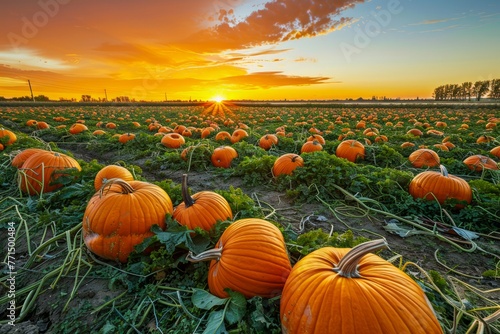 Vibrant Sunset Over Lush Pumpkin Field in Autumn Harvest Season with Vivid Colors and Agricultural Farmland Scenery
