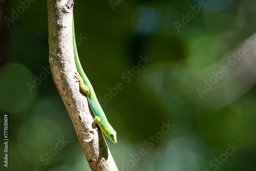 Seychelles green gecko (day gecko)