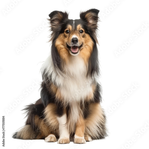 Brown and Black Shetland Sheepdog Sitting on White Floor