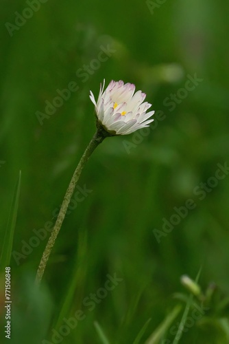 Close-up shot of a small white flower with a vibrant yellow and white center