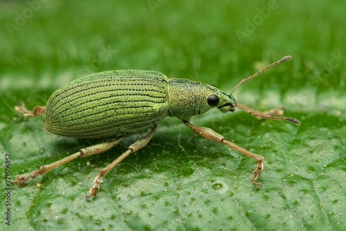 Close-up shot of a Green Nettle Weevil insect perched on a leafy plant in its natural habitat