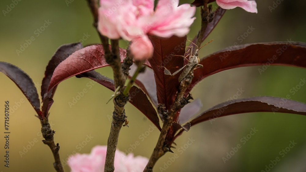 a couple of flowers on a branch with green leaves in the background a couple of flowers on a branch with green leaves in the background