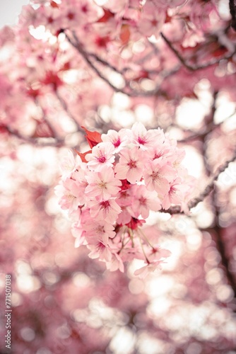 Vibrant tree with pink blooming flowers in a lush garden