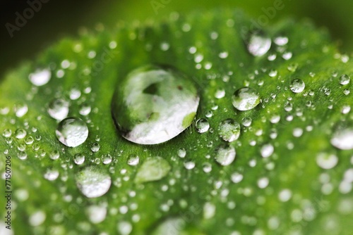 Macro shot of a leaf, with raindrops and dew drops reflecting light on its surface