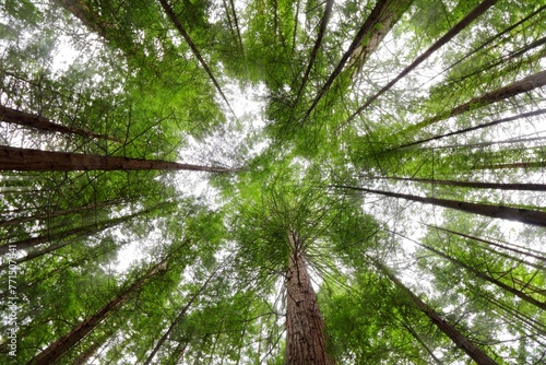 Stunning vertical low angle shot of the Red Woods forest in Rotorua, New Zealand