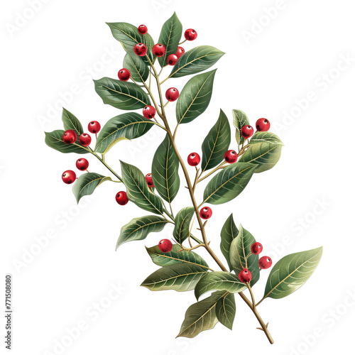 christmas holly plant