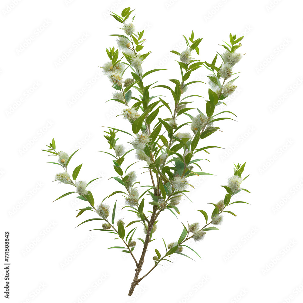 Obraz premium Melaleuca Alternifolia