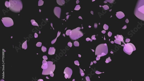 さくら　多 　背景透過