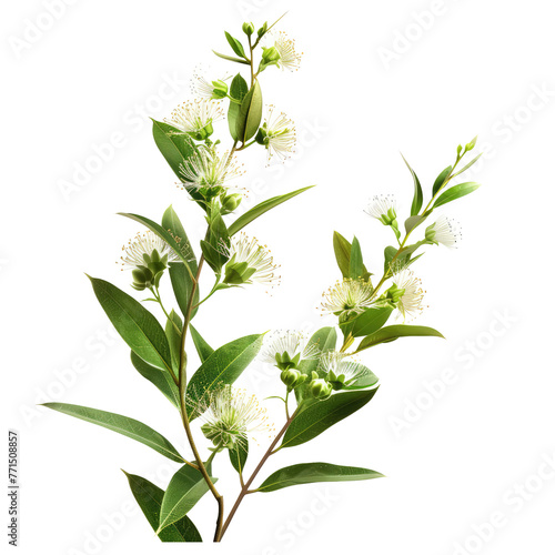 Melaleuca Alternifolia