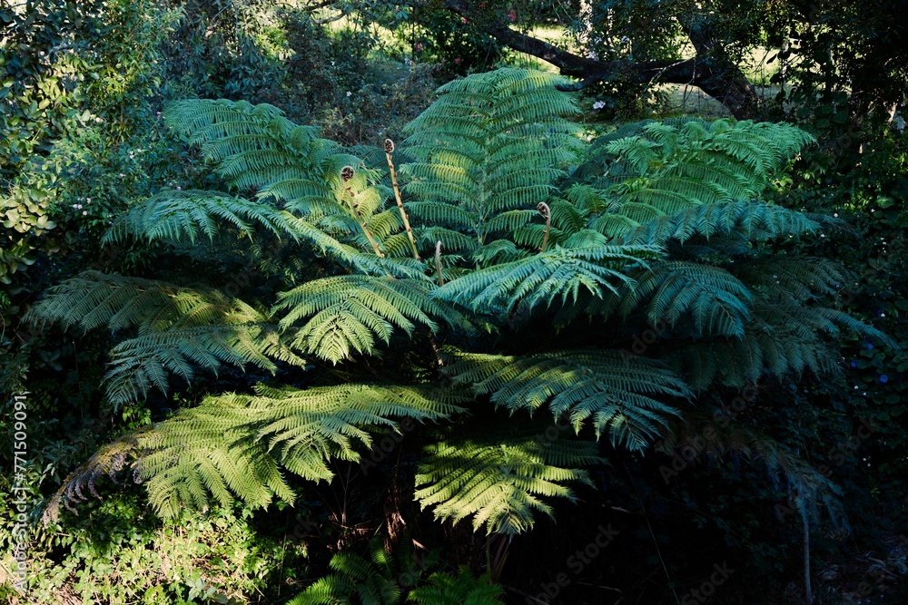 Closeup of Huge fern  in a lush green on a sunny day in Swellendam South Africa
