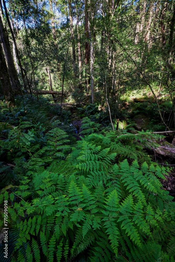 Vertical shot of Deep forest of the grootvadersbosch nature reserve in South Africa near Swellendam Vertical shot of Deep forest of the grootvadersbosch nature reserve in South Africa near Swellendam