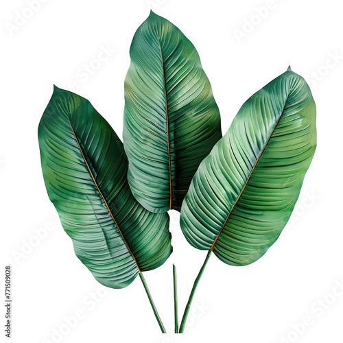 large tropcial green leaves photo