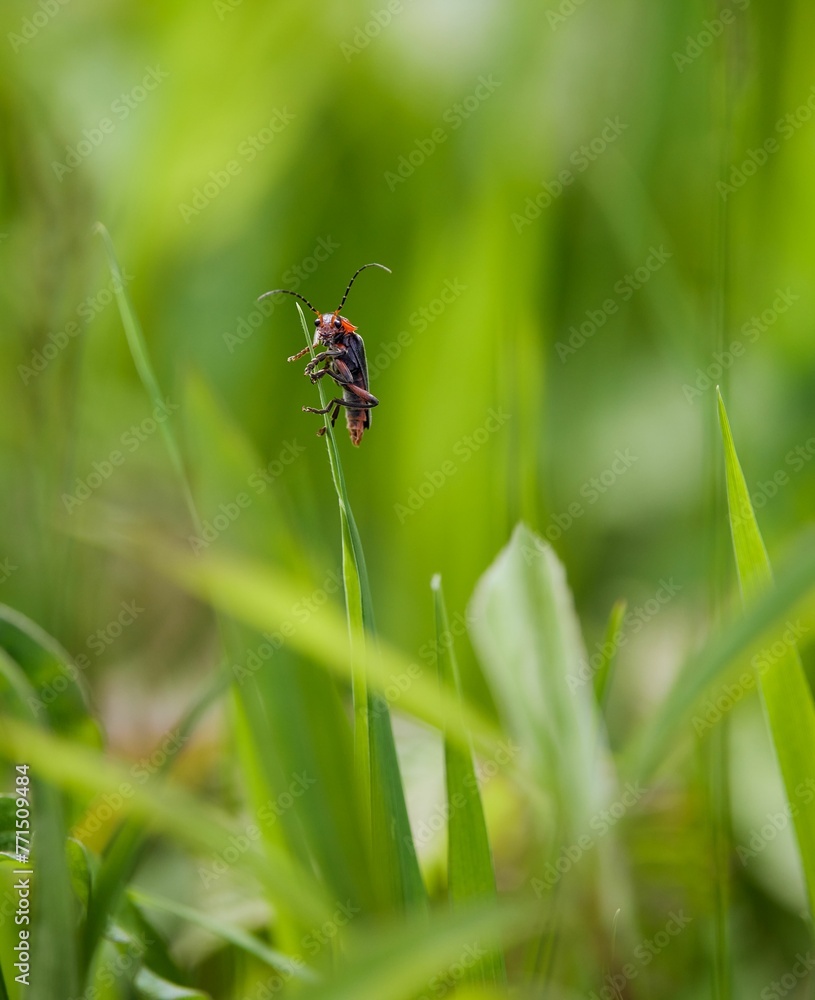 Closeup of a small insect perched on a plant in a lush green with a blurry background Closeup of a small insect perched on a plant in a lush green with a blurry background