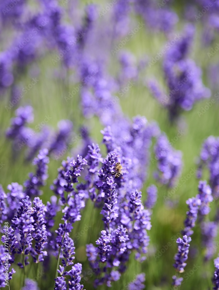 Closeup of a Lavender with a bee on it in summer time in Bavaria Germany