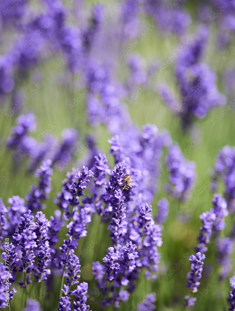 Closeup of a Lavender with a bee on it in summer time in Bavaria Germany Closeup of a Lavender with a bee on it in summer time in Bavaria Germany