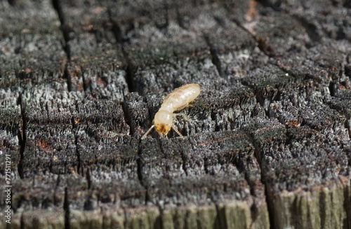 eastern subterranean termite - Reticulitermes flavipes - the most common termite found in North America and are the most economically important wood destroying insects in the United States. face view