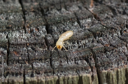 Картината върху платно eastern subterranean termite - Reticulitermes flavipes - the most common termite found in North America and are the most economically important wood destroying insects in the United States