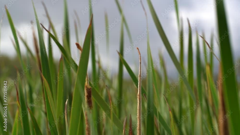 Selective focus of tall green grass in the Meadow with slow motion vibrating Selective focus of tall green grass in the Meadow with slow motion vibrating