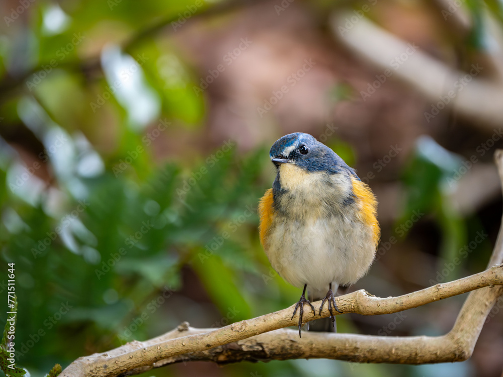 Fototapeta premium 藪の中でのんびりして首をかしげたルリビタキの雄