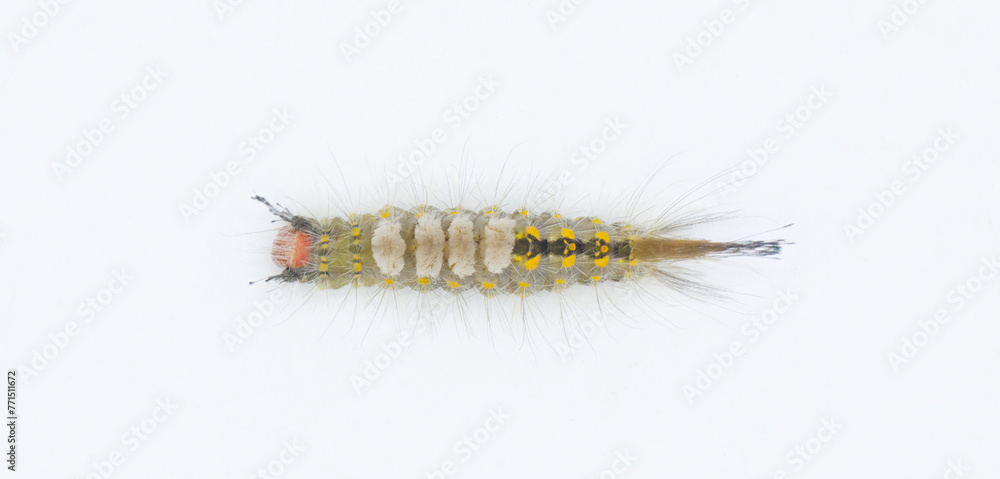Orgyia detrita - the fir tussock or live oak tussock moth caterpillar have urticating setae hairs with antrose barbs that may cause skin irritation isolated on white background top dorsal view
