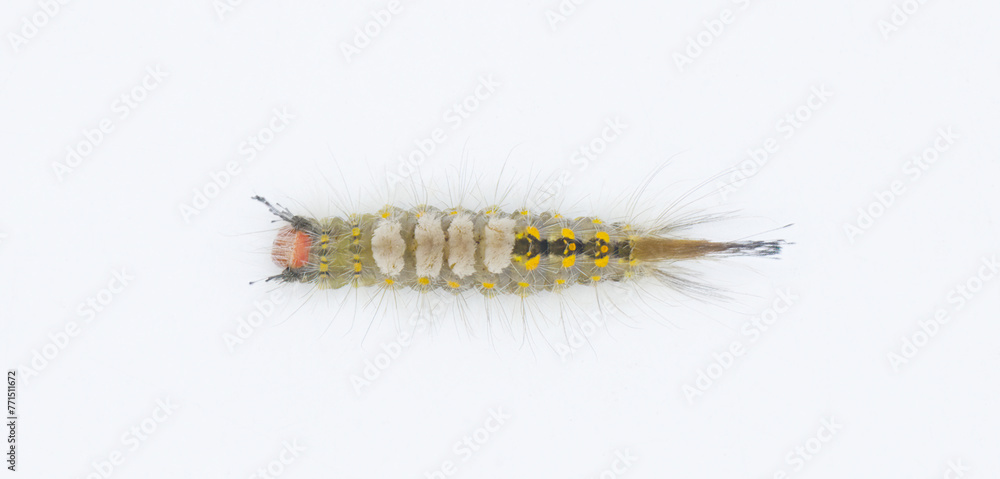 Orgyia detrita - the fir tussock or live oak tussock moth caterpillar have urticating setae hairs with antrose barbs that may cause skin irritation isolated on white background top dorsal view Orgyia detrita - the fir tussock or live oak tussock moth caterpillar have urticating setae hairs with antrose barbs that may cause skin irritation isolated on white background top dorsal view