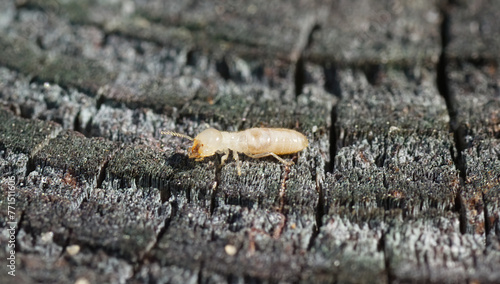 eastern subterranean termite - Reticulitermes flavipes - the most common termite found in North America and are the most economically important wood destroying insects in the United States. side view photo