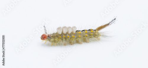 Orgyia detrita - the fir tussock or live oak tussock moth caterpillar have urticating setae hairs with antrose barbs that may cause skin irritation isolated on white background side profile view photo
