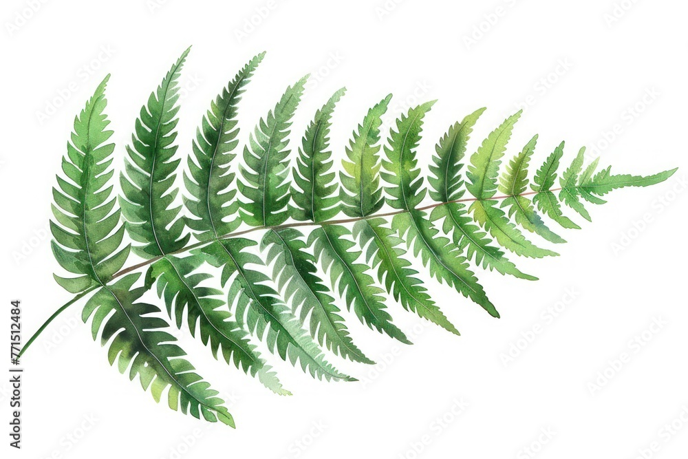 A single detailed fern leaf A single detailed fern leaf