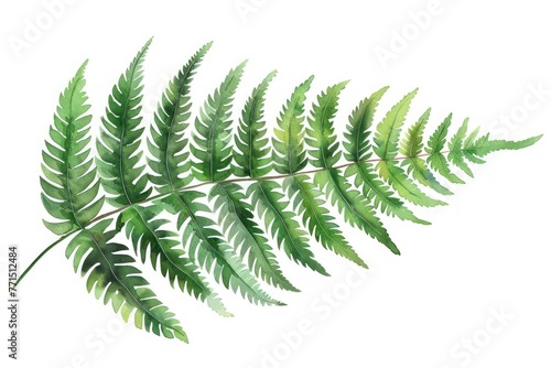A single detailed fern leaf