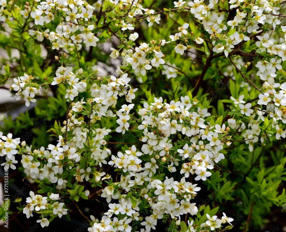 Closeup of Spirea thunbergii, 'Aureum' in a garden Closeup of Spirea thunbergii, 'Aureum' in a garden