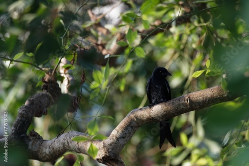 black bird perched on a tree branch in a forest area © Wirestock