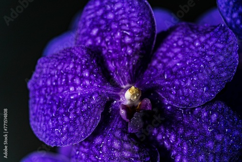 Wallpaper Mural Close-up shot of Vanda Pachara Delight orchid with water drops. Torontodigital.ca