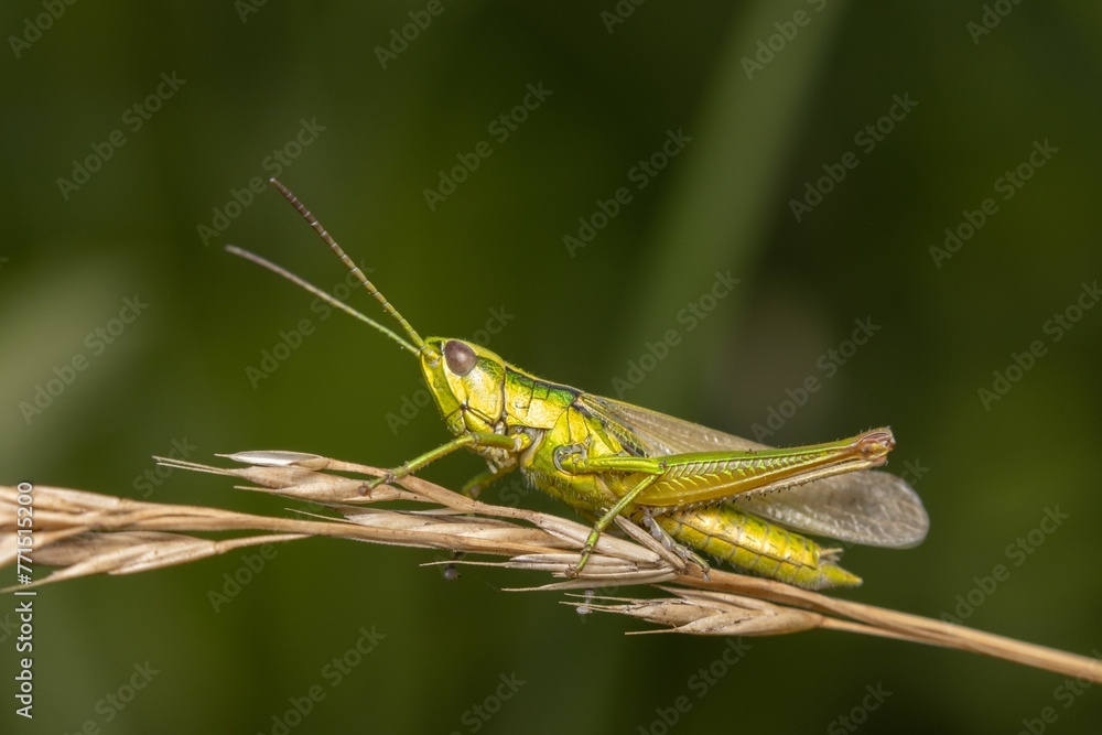 Closeup shot of Omocestus viridulus, a common green grasshopper. Closeup shot of Omocestus viridulus, a common green grasshopper.