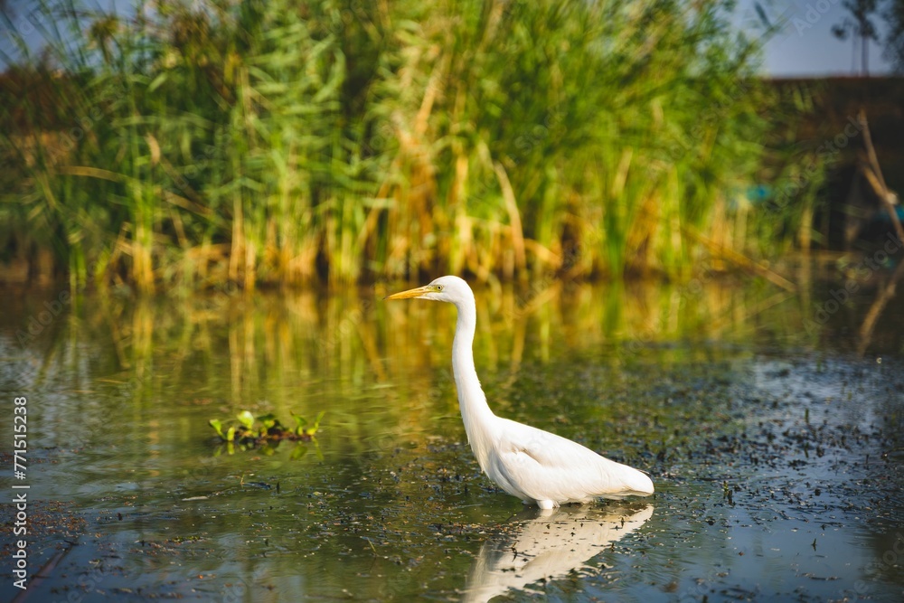 Obraz premium Intermediate Egret bird in Mangalajodi wetland of Chilika lake