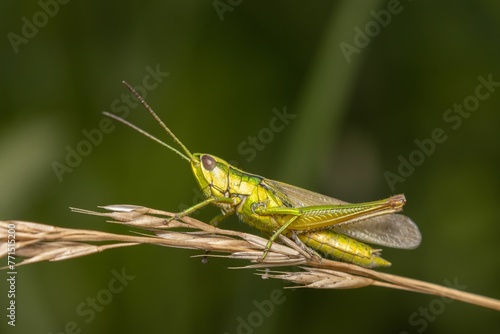 Closeup shot of Omocestus viridulus, a common green grasshopper.