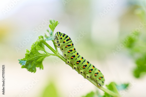 パセリの葉を食べる一匹のキアゲハの幼虫