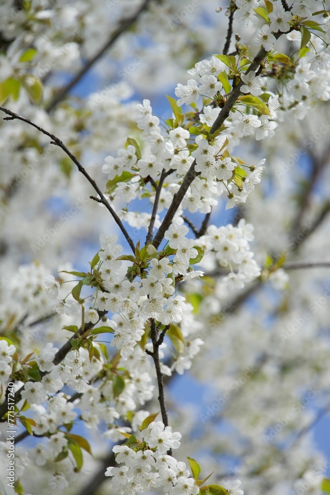 vertical shot of a vibrant white flower blooms among the branches of a tree against a blue sky