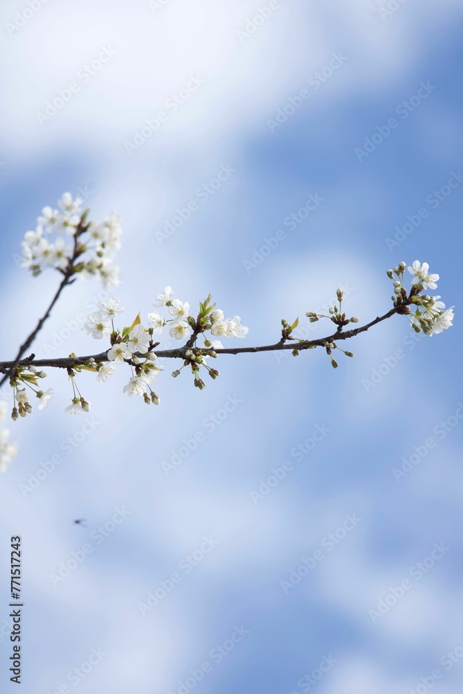 vertical shot of a vibrant white flower blooms among the branches of a tree against a blue sky