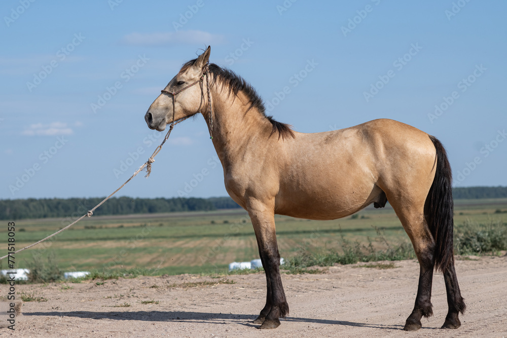 Beautiful thoroughbred horses stand on a farm in summer. Beautiful thoroughbred horses stand on a farm in summer.
