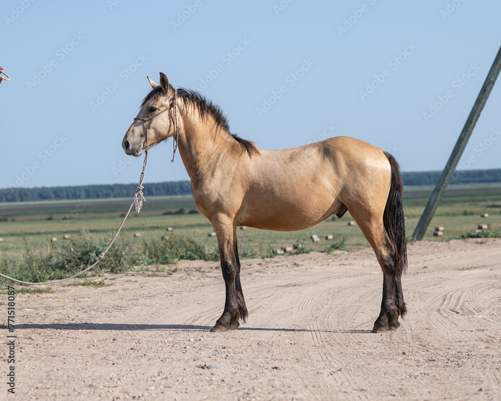 Beautiful thoroughbred horses stand on a farm in summer. Beautiful thoroughbred horses stand on a farm in summer.