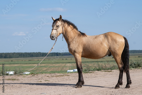 Beautiful thoroughbred horses stand on a farm in summer. © shymar27