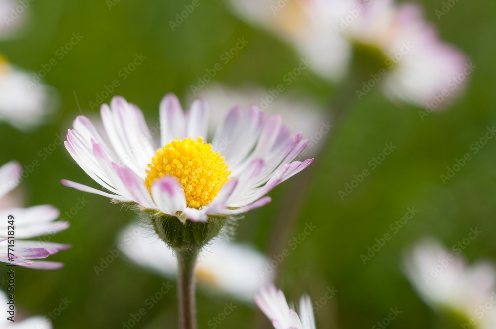 a white flower is in front of a field full of other flowers a white flower is in front of a field full of other flowers