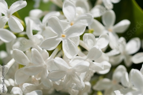a group of white lilas blooming in the garden