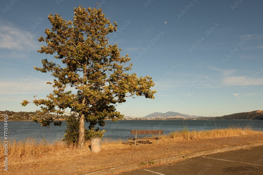Single tree stands in the center of an expansive, barren field near a lake in Benicia State Park